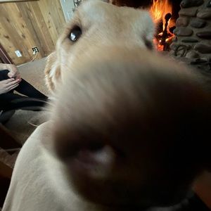 Meet your Posher, Wyatt